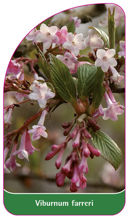 Viburnum farreri