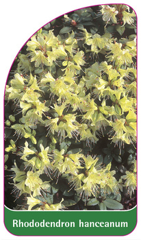 Rhododendron hanceanum
