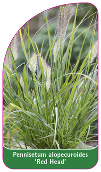 Pennisetum alopecuroides "Red Head