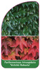 Parthenocissus tricuspidata 'Veitchii Robusta'