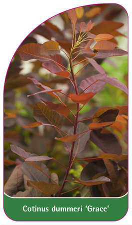 Cotinus dummeri 'Grace'