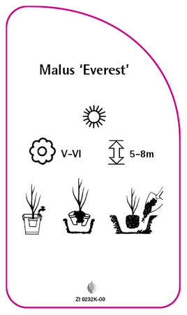 Malus 'Everest'