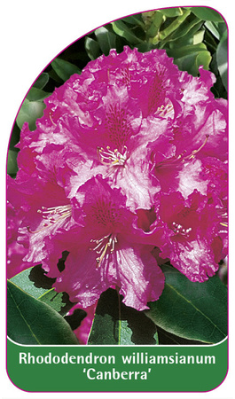 Rhododendron williamsianum 'Canberra'