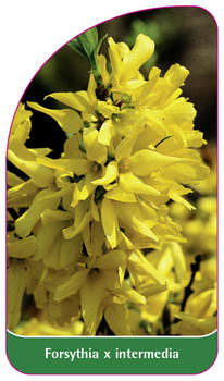 Forsythia x intermedia