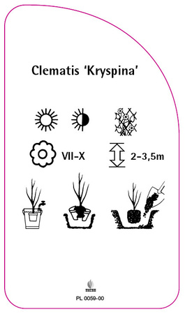 Clematis 'Kryspina'