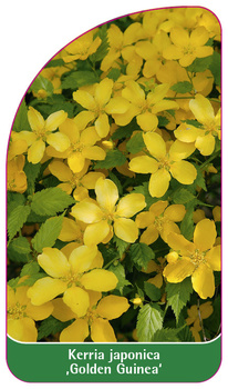 Kerria japonica ,Golden Guinea'
