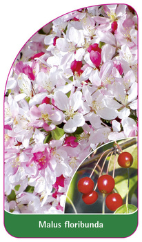 Malus floribunda