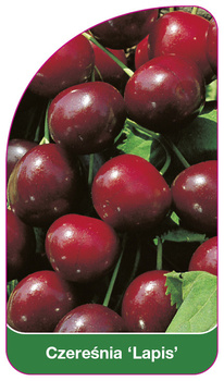 Třešeň 'Lapis'