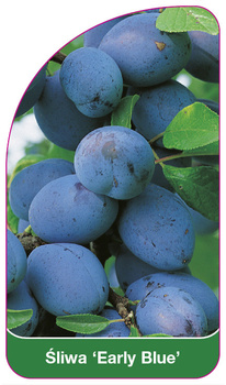 Śliwa 'Early Blue'