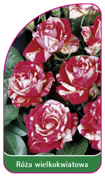 Trandafir cu flori mari Nr. 226