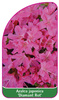 Azalea japonica 'Diamant Rot'