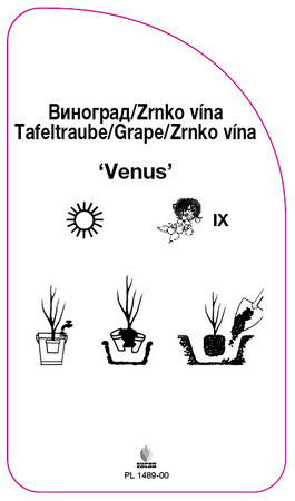 Viță de vie "Venus