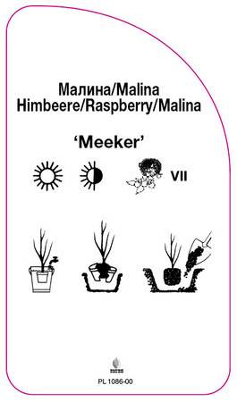 Malina 'Meeker'