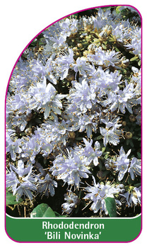 Rhododendron 'Bili Novinka'