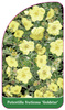 Potentilla fruticosa 'Goldstar'