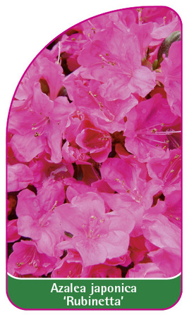 Azalea japonica 'Rubinetta'