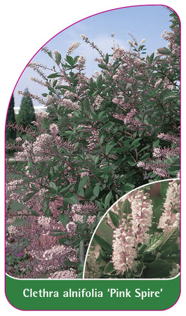 Clethra alnifolia 'Pink Spire'