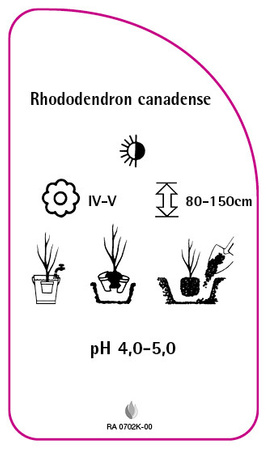 Rhododendron canadense