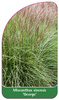Miscanthus sinensis 'George'