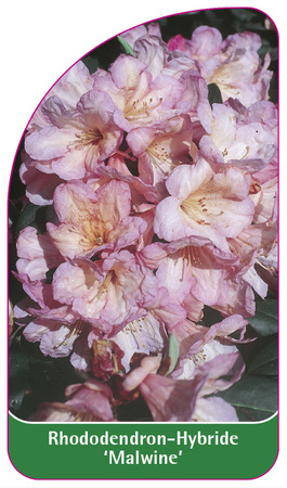 Rhododendron-Hybride 'Malwine'