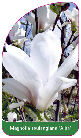 Magnolia soulangiana 'Alba'