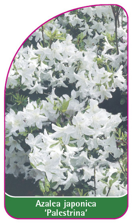 Azalea japonica 'Palestrina'