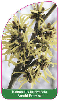 Hamamelis intermedia 'Arnold Promise'