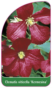 Clematis viticella 'Kermesina'