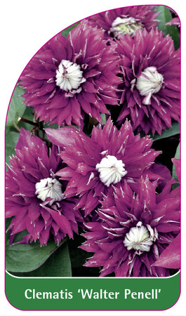 Clematis 'Walter Pennell'