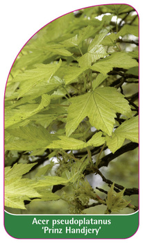 Acer pseudoplatanus 'Prinz Handjery'