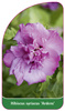 Hibiscus syriacus 'Ardens'