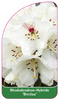 Rhododendron-Hybride 'Breslau'