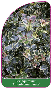 Ilex aquifolium 'Argenteomarginata'