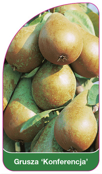 Hrušeň 'Conference'