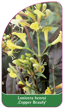 Lonicera henryi 'Copper Beauty'