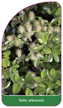 Salix arbuscula