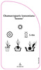 Chamaecyparis laswoniana 'Ivonne'