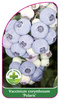 Vaccinium corymbosum 'Polaris'
