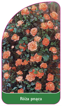 Urcarea trandafirului Nr. 315