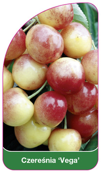 Třešeň 'Vega'