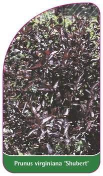 Prunus virginiana 'Shubert'