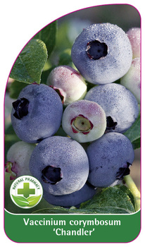 Vaccinium corymbosum 'Chandler'