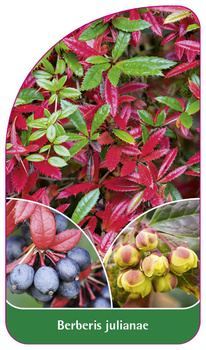 Berberis julianae