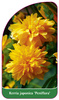 Kerria japonica 'Peniflora'
