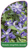 Clematis integrifolia durandii