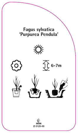Fagus sylvatica 'Purpurea Pandula'