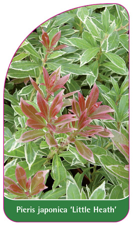Pieris japonica 'Little Health'