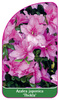 Azalea japonica 'Thekla'