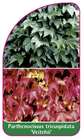 Parthenocissus tricuspidata 'Veitchii'