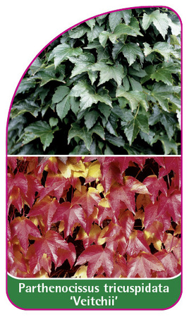 Parthenocissus tricuspidata 'Veitchii'